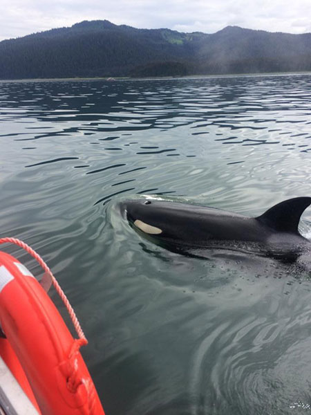 Hoonah is often visited by Orca showing off close to shore.