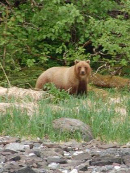 Hoonah invites you to get close to nature, but not too close!