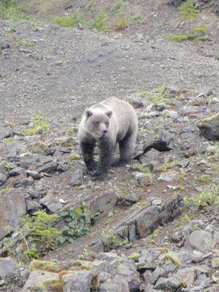 Creatures and humans live in harmony in the surrounding areas of Hoonah.