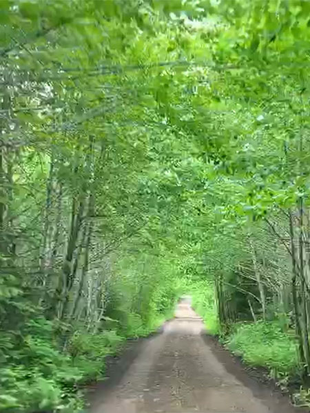 Follow the inviting dirt roads as you leave Hoonah.