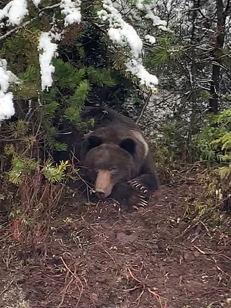 Even the bears relax in the lovely Hoonah surroundings.
