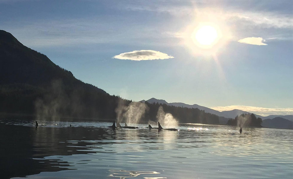 A pod of Orca visiting Hoonah gives everyone a thrill!