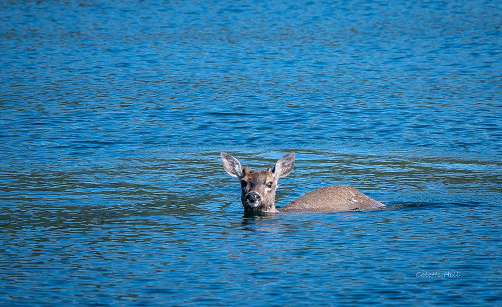 Even the deer enjoy the water in Hoonah!