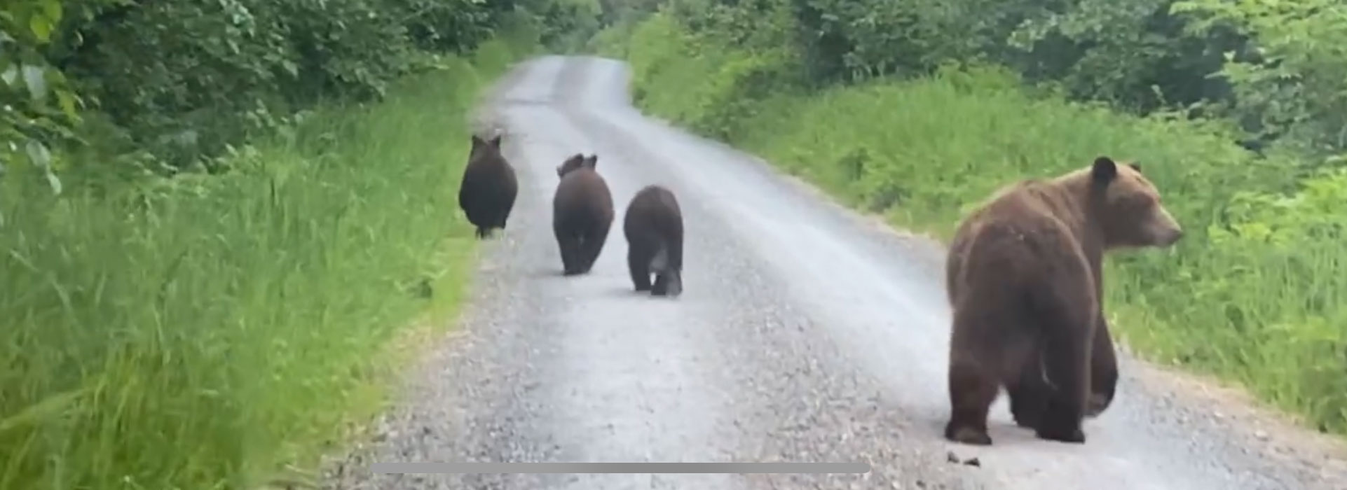 A self-guided Jeep Tour in and around Hoonah, Alaska, is an incredible adventure and you never know what you're going to encounter!